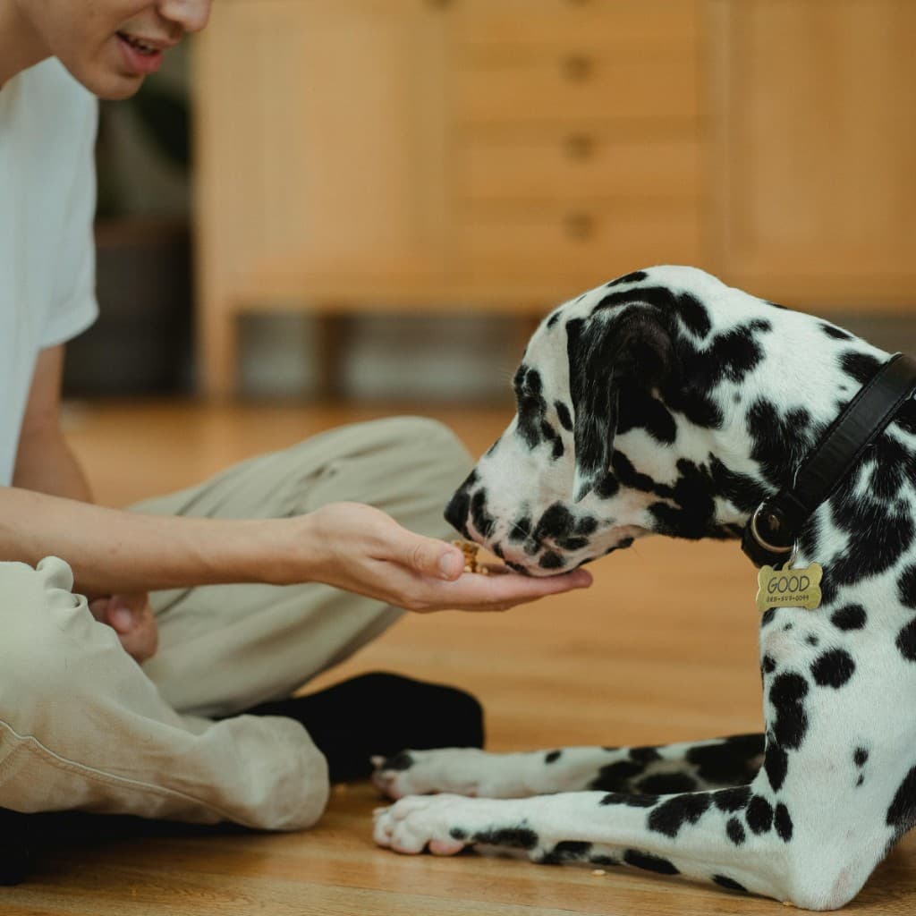 Owner rewarding a Dalmatian with treats during indoor dog training