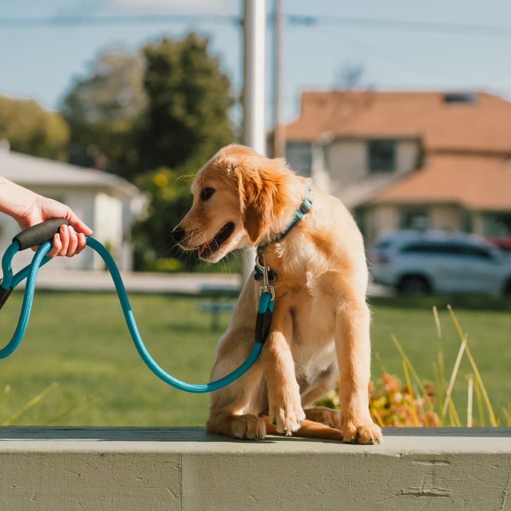 Woman playing with a dog outdoors during a dog training session at sunset