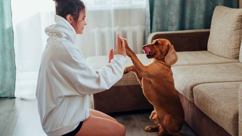 Owner practicing board and train handoff skills at home, high-fiving a reddish-brown dog in a bright living room