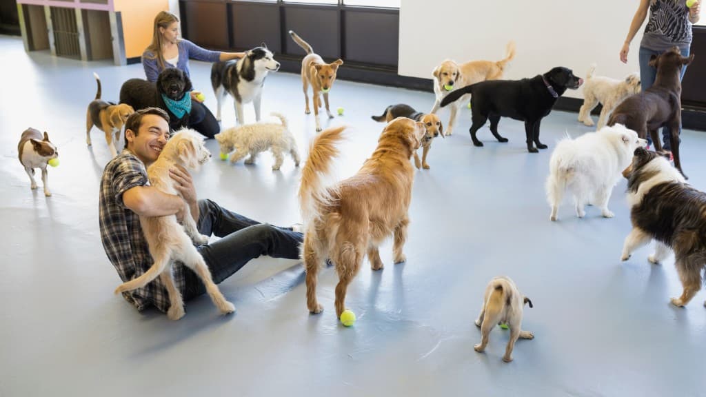 Many dogs and trainers interacting in a bright indoor facility during group dog training classes