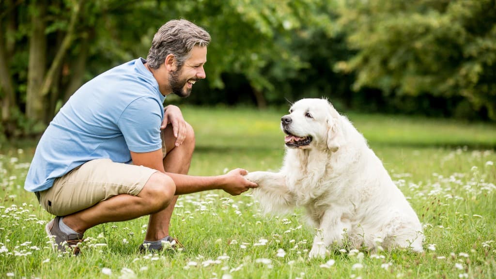 Trainer in a park shaking paws with a cream-colored dog during a private dog training lesson